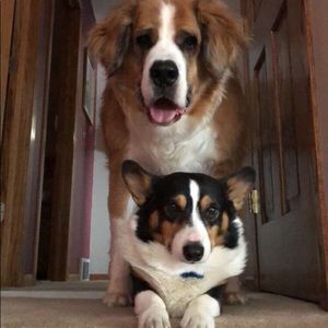 Meet your Posher, Logan